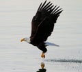 Bald Eagle Misses His Catch, Washington