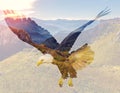 Bald eagle on mountain landscape background.