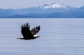 Bald Eagle and Mountains