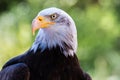 Bald Eagle Royalty Free Stock Photo