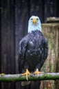 Bald Eagle Nature Bird Wildlife Royalty Free Stock Photo