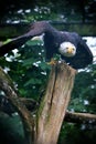 Bald Eagle Nature Bird Wildlife Royalty Free Stock Photo