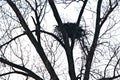Bald Eagle nest Royalty Free Stock Photo