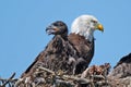 Bald Eagle in Nest with Eaglet