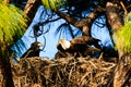 Bald Eagle Nest Florida Royalty Free Stock Photo