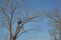 Bald Eagle Nest Royalty Free Stock Photo