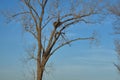 Bald Eagle Nest in a dead Cotlon Wood Tree Royalty Free Stock Photo