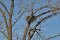 Bald Eagle Nest Royalty Free Stock Photo