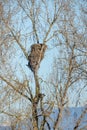 Bald eagle nest Royalty Free Stock Photo