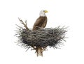 Bald eagle in the nest. Watercolor illustration. Realistic detailed predator nesting bird. Natural outdoors scene. Bald Royalty Free Stock Photo