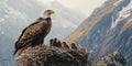 Bald eagle on nest Royalty Free Stock Photo