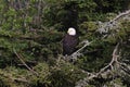 Bald Eagle Newfoundland Canada Royalty Free Stock Photo