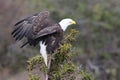 Bald Eagle Newfoundland Canada Royalty Free Stock Photo