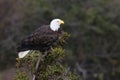 Bald Eagle Newfoundland Canada Royalty Free Stock Photo