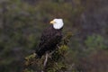 Bald Eagle Newfoundland Canada Royalty Free Stock Photo