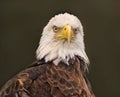 Bald Eagle Tight Portrait Royalty Free Stock Photo