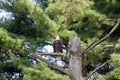 A Bald Eagle Ohio Royalty Free Stock Photo