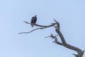 Bald Eagle in an old Dead Tree Royalty Free Stock Photo