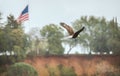 The Bald Eagle and the Old Glory flag are favorite US national emblems Royalty Free Stock Photo