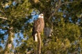 Bald eagle in old pine tree Royalty Free Stock Photo