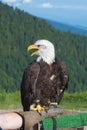 Bald Eagle with open beak. Royalty Free Stock Photo