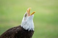 Bald eagle with open bill waiting for food Royalty Free Stock Photo