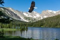A Bald Eagle over Long Lake, Colorado Royalty Free Stock Photo