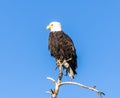Bald Eagle over Muddy Pass Lake Royalty Free Stock Photo