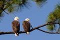 Bald Eagle Pair facing right Royalty Free Stock Photo