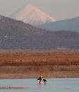 Bald Eagle Pair in a Lake and Mountain Background Royalty Free Stock Photo