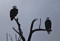 Bald Eagle Pair Ominous Dark Scene Royalty Free Stock Photo