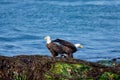 Bald eagle pair stand on seaweed covered rocks at low tide on sunny spring morning Royalty Free Stock Photo