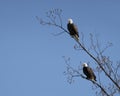 Bald eagle pair in tree Royalty Free Stock Photo