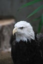 Bald Eagle with a Particularly Hooked Beak Royalty Free Stock Photo