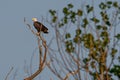 Bald eagle perched atop a thin tree limb with vibrant green foliage in the background Royalty Free Stock Photo