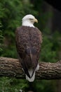 Bald Eagle perched on a branch Royalty Free Stock Photo