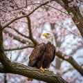 Bald eagle perched on a branch with cherry blossoms Royalty Free Stock Photo