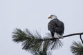 Bald eagle perched on a branch in Idaho Royalty Free Stock Photo