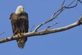 Bald Eagle Looking Down Defensively Royalty Free Stock Photo