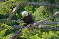 Bald eagle perched in the branches of a big spruce tree, looking down Royalty Free Stock Photo