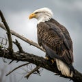 Bald Eagle Perched Branches Observing Sky Powerful Avian Predator Royalty Free Stock Photo