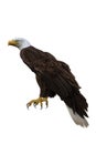 Bald Eagle perched. 3d illustration isolated on white background Royalty Free Stock Photo