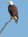 Bald Eagle perched on dead branch in blue sky