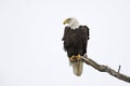 Bald Eagle perched on a dead branch