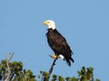 Bald Eagle perched on dead branch in treetops in NYS Royalty Free Stock Photo