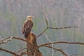Bald Eagle Perched on Dead Tree Royalty Free Stock Photo