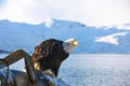 Bald eagle perched on a dock by the lake in snowy Alaska