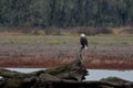 Bald eagle perched on driftwood in the lake Royalty Free Stock Photo