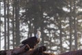 Bald eagle perched on a tree stump Royalty Free Stock Photo