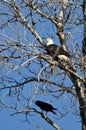 Bald Eagle Perched with a Half Eaten Squirrel While Crow Looks On Royalty Free Stock Photo